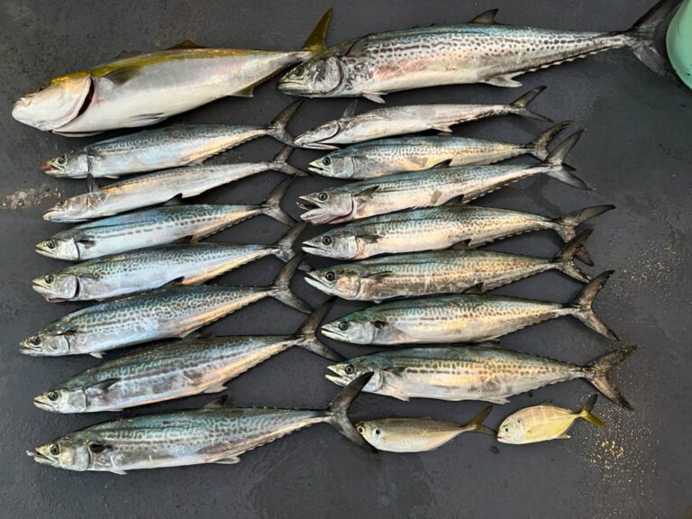 レアマリン続報 - CREATION .CO.,LTD